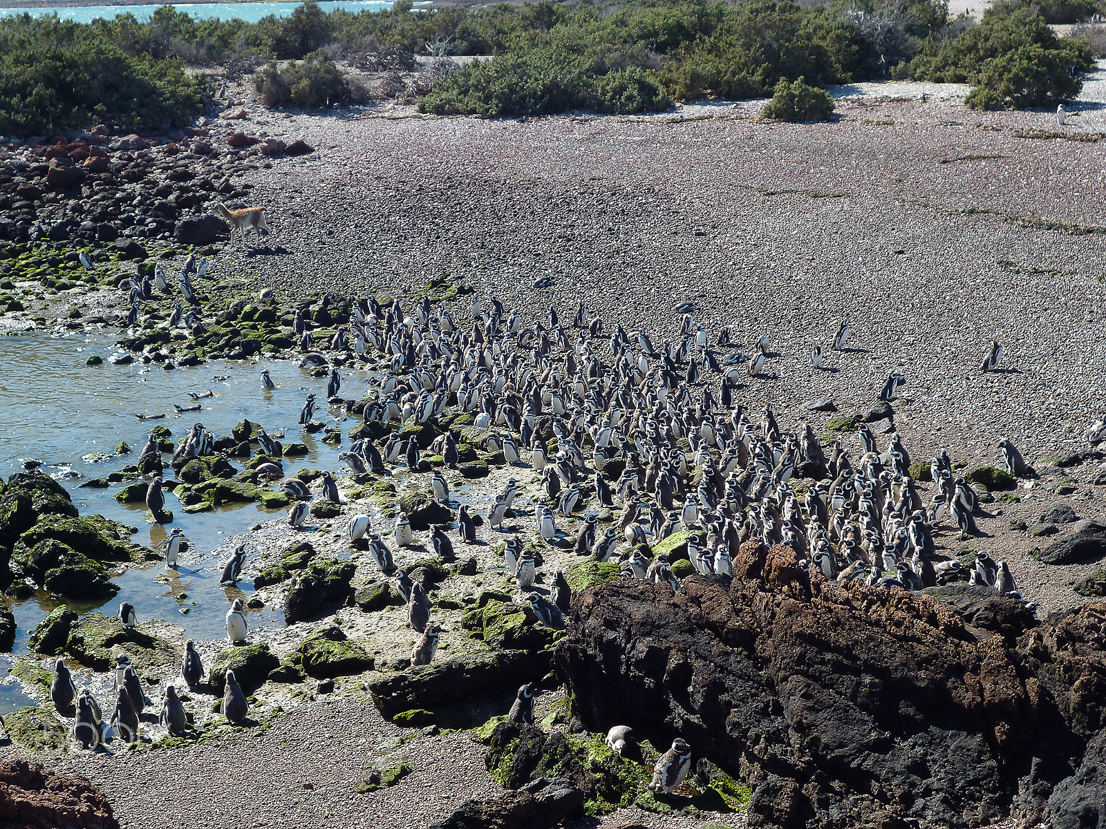 Panasonic DMC-FH4 sample photo. Penguins, a lot of them photography