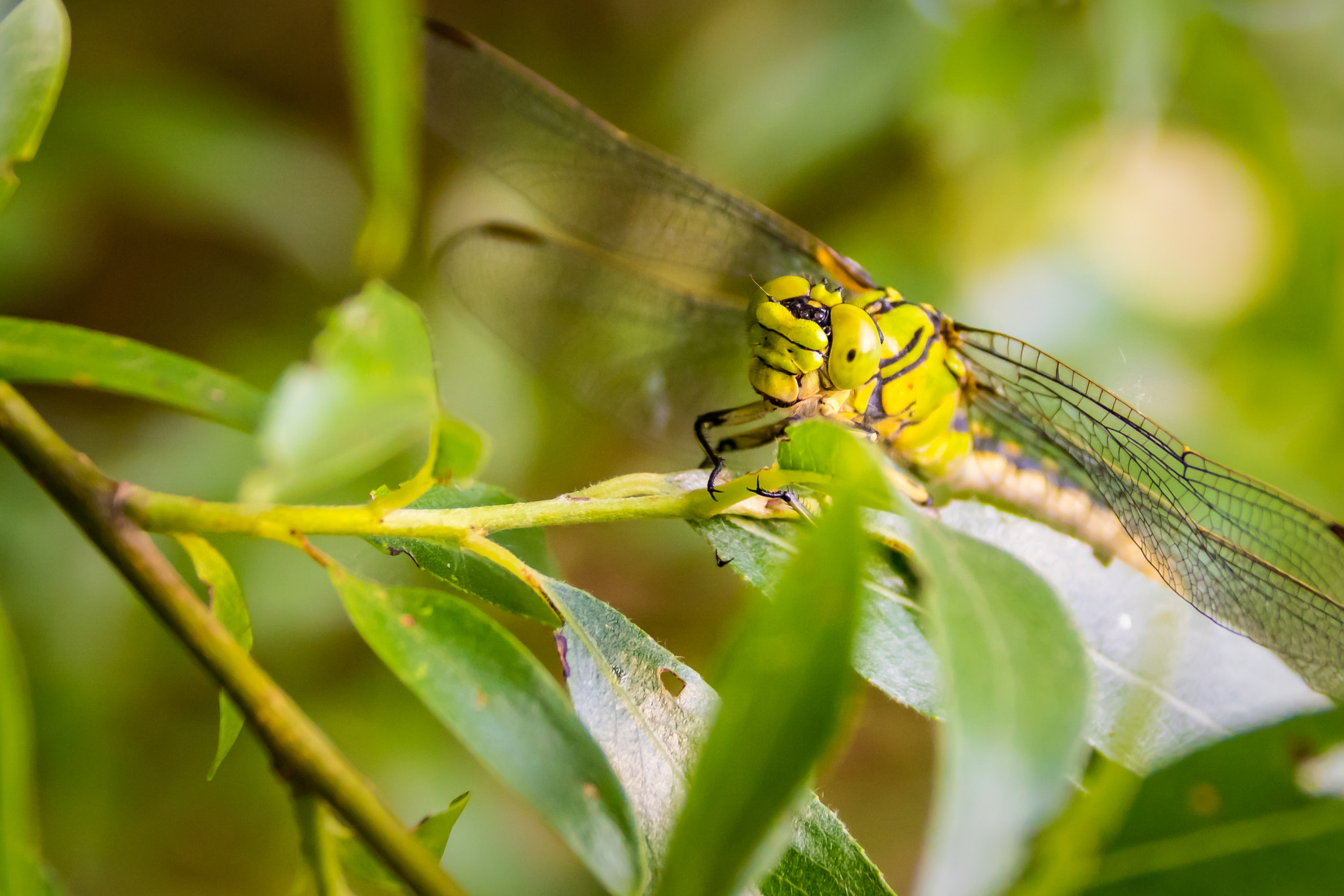 Canon EF 75-300mm F4.0-5.6 IS USM sample photo. Dragonfly photography