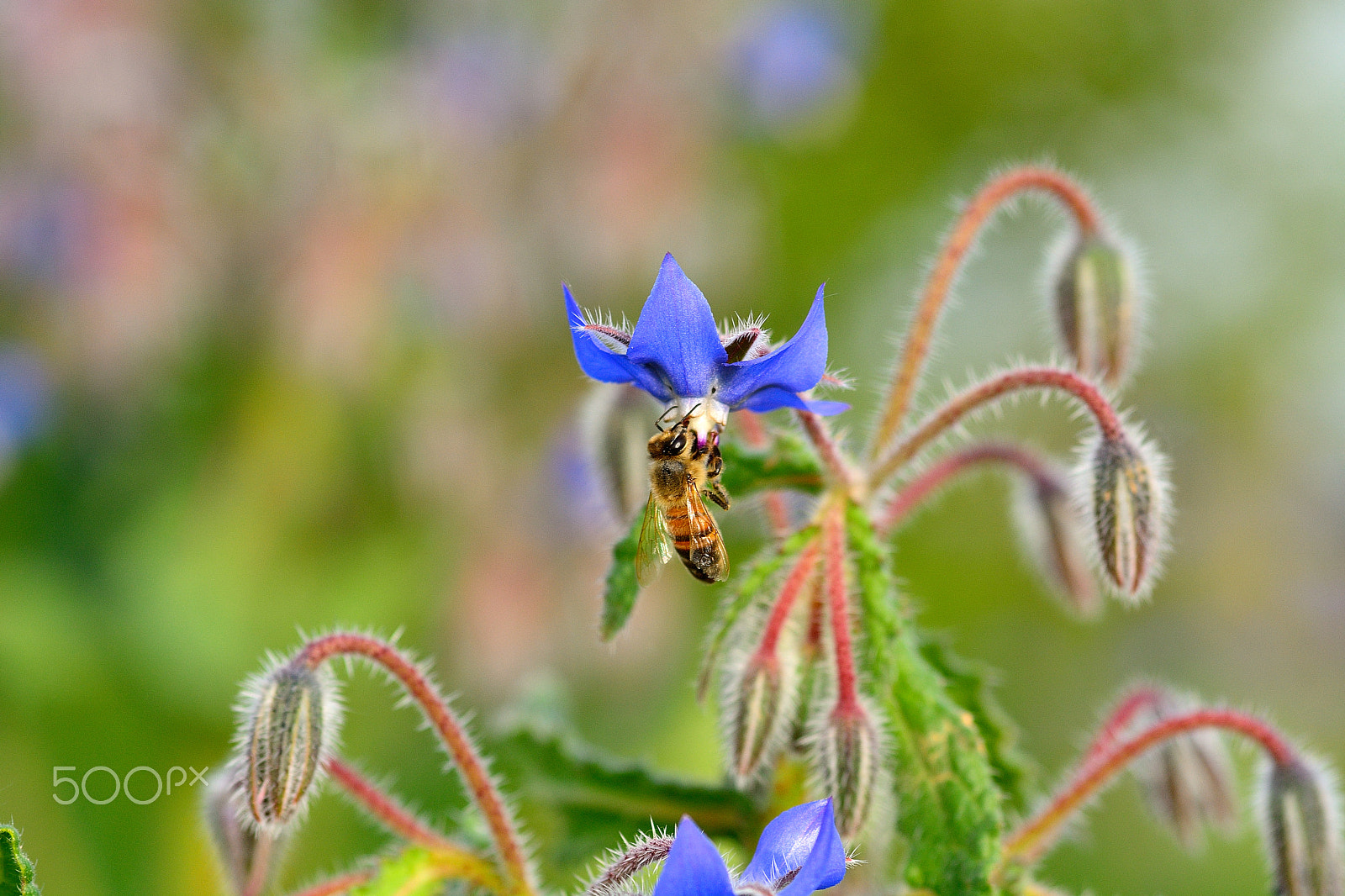 Nikon D7100 + Sigma 105mm F2.8 EX DG Macro sample photo. Bee photography