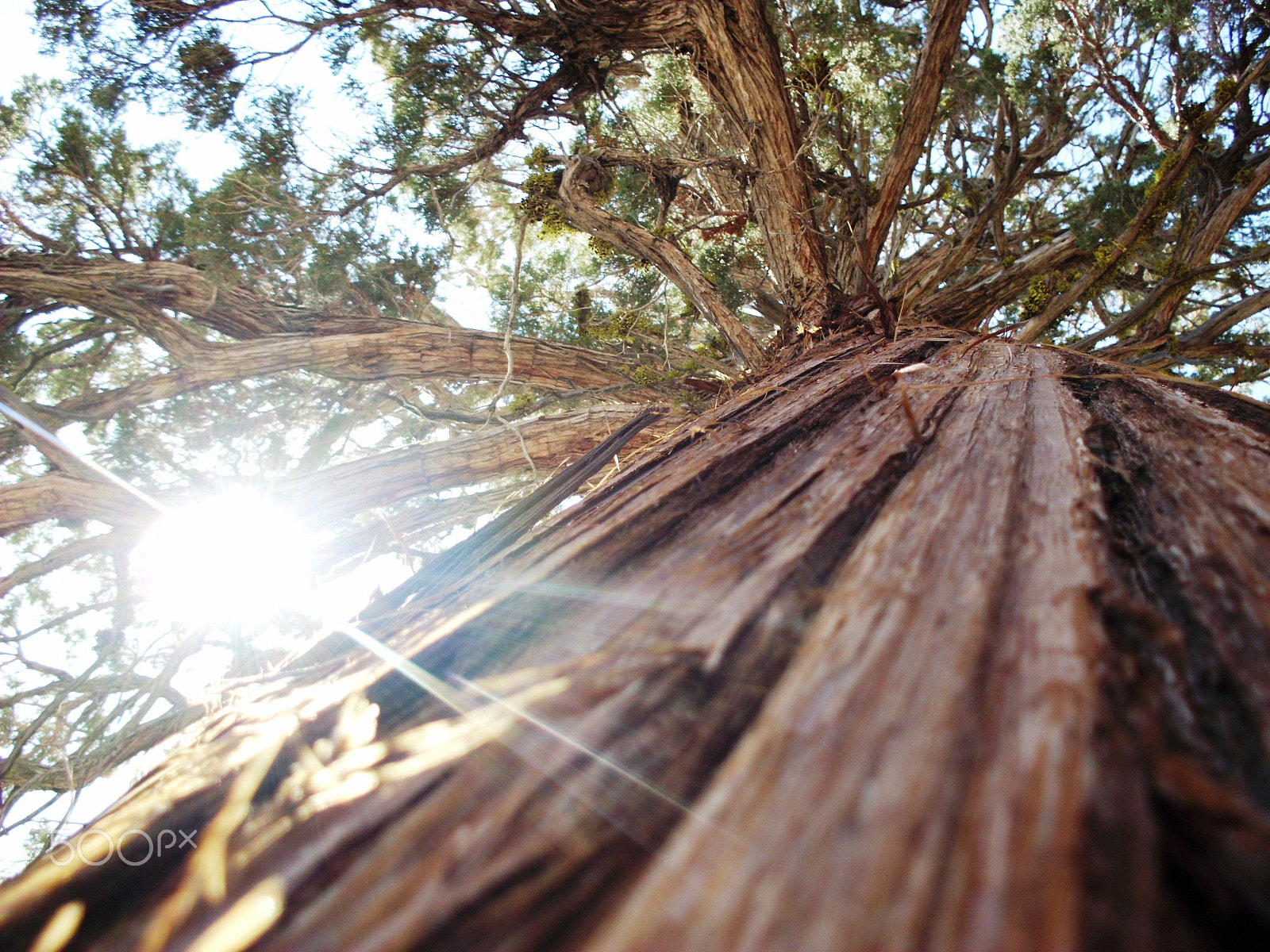 Polaroid i1237 sample photo. Big bear sun rays photography