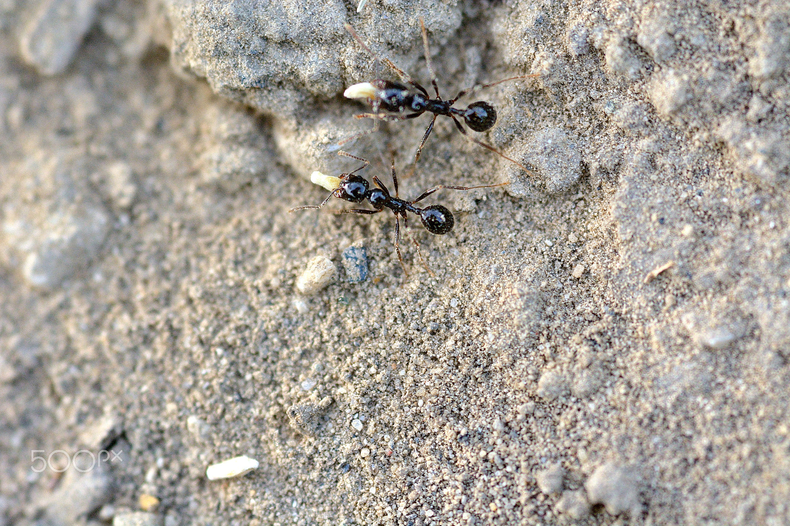 Nikon D7100 + Sigma 105mm F2.8 EX DG Macro sample photo. Double ants formiche photography