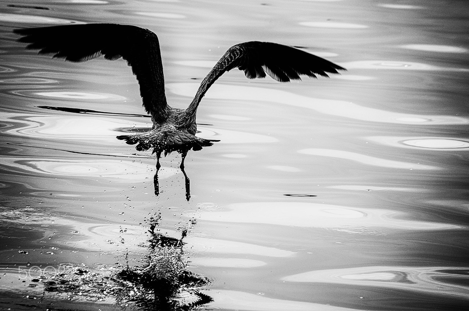 Sony Alpha DSLR-A580 sample photo. Gittim photography