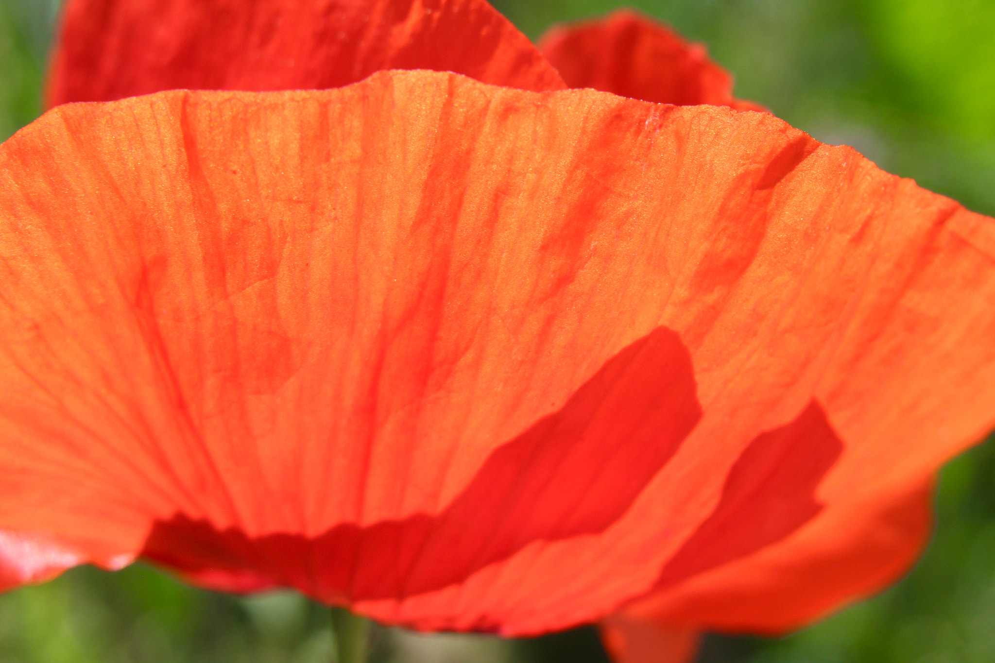 Canon EOS 600D (Rebel EOS T3i / EOS Kiss X5) + Sigma 28-80mm f/3.5-5.6 II Macro sample photo. Sunny poppy photography