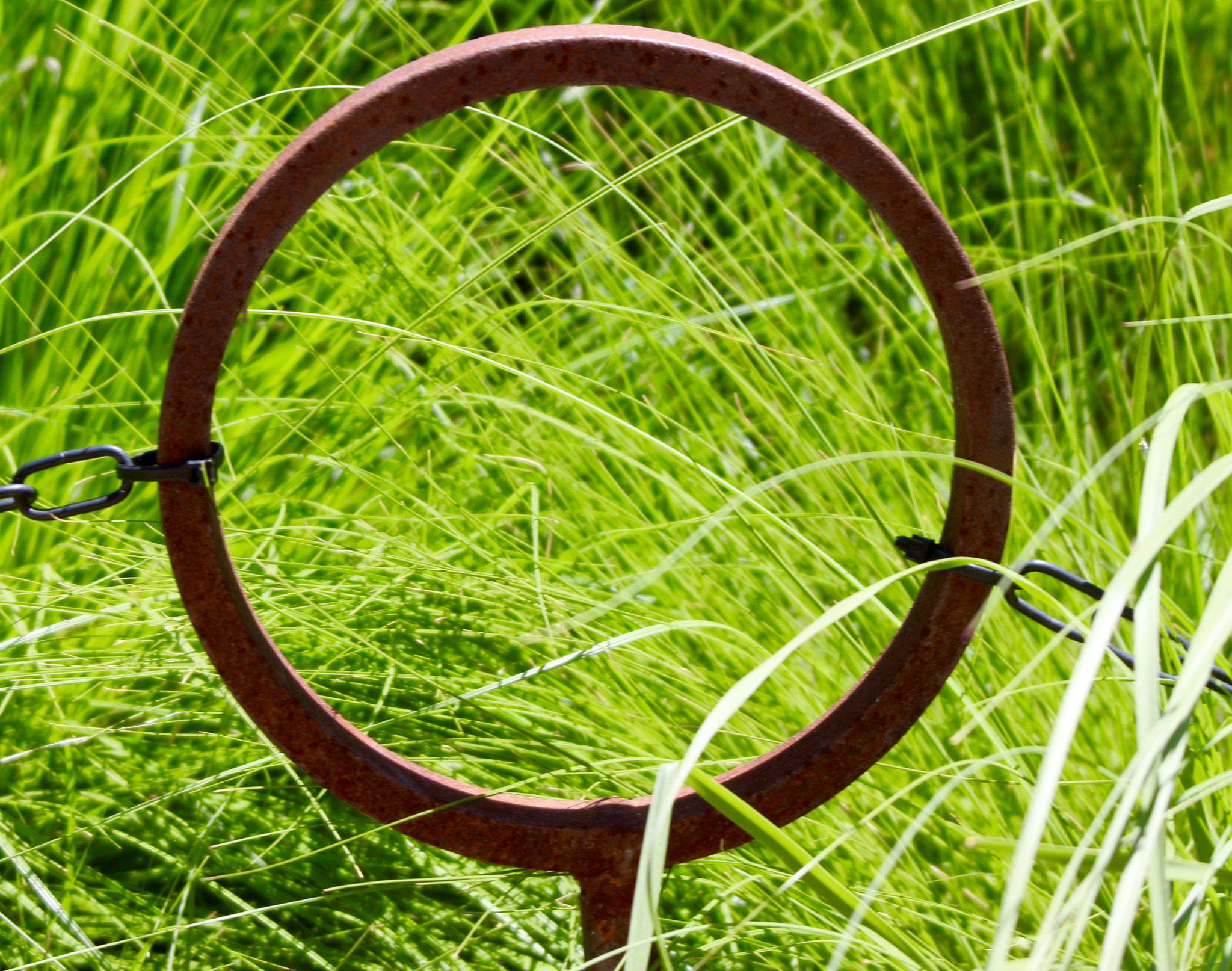 Sigma 28-80mm f/3.5-5.6 II Macro sample photo. Circle in the grass photography