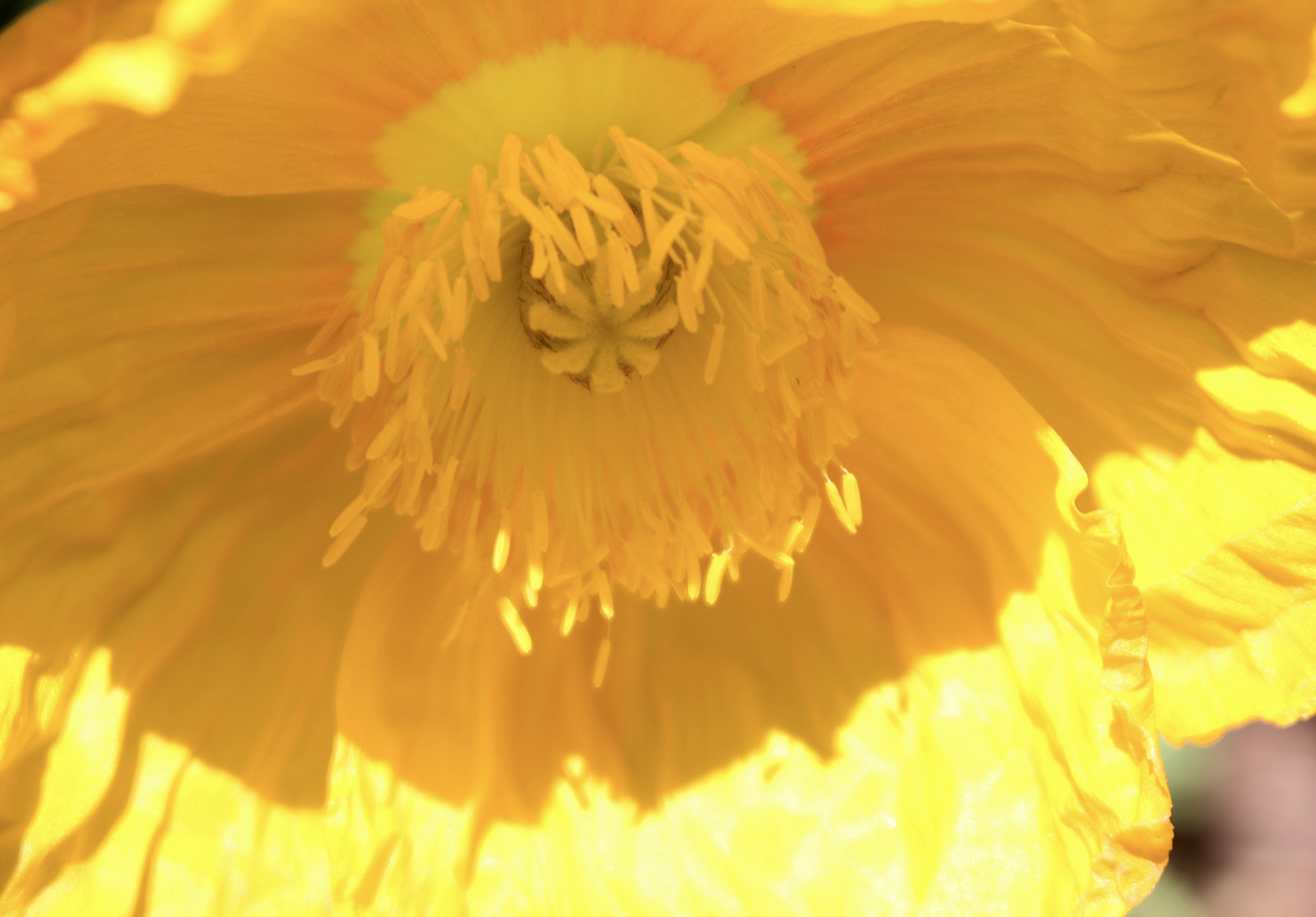 Sigma 28-80mm f/3.5-5.6 II Macro sample photo. Sunny yellow flower photography