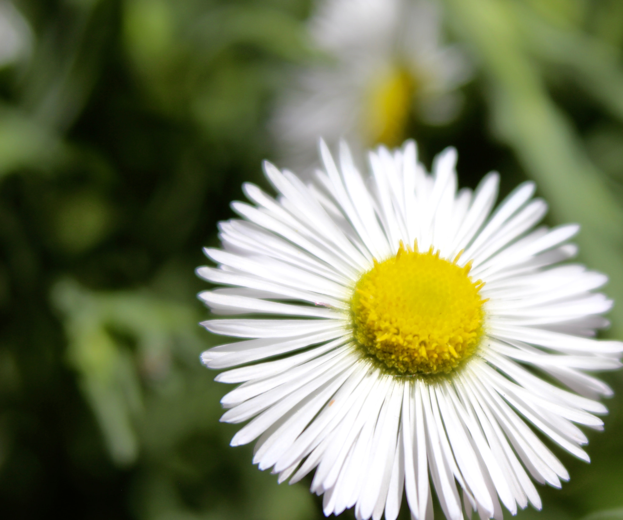 Sigma 28-80mm f/3.5-5.6 II Macro sample photo. Daisy in the sun photography