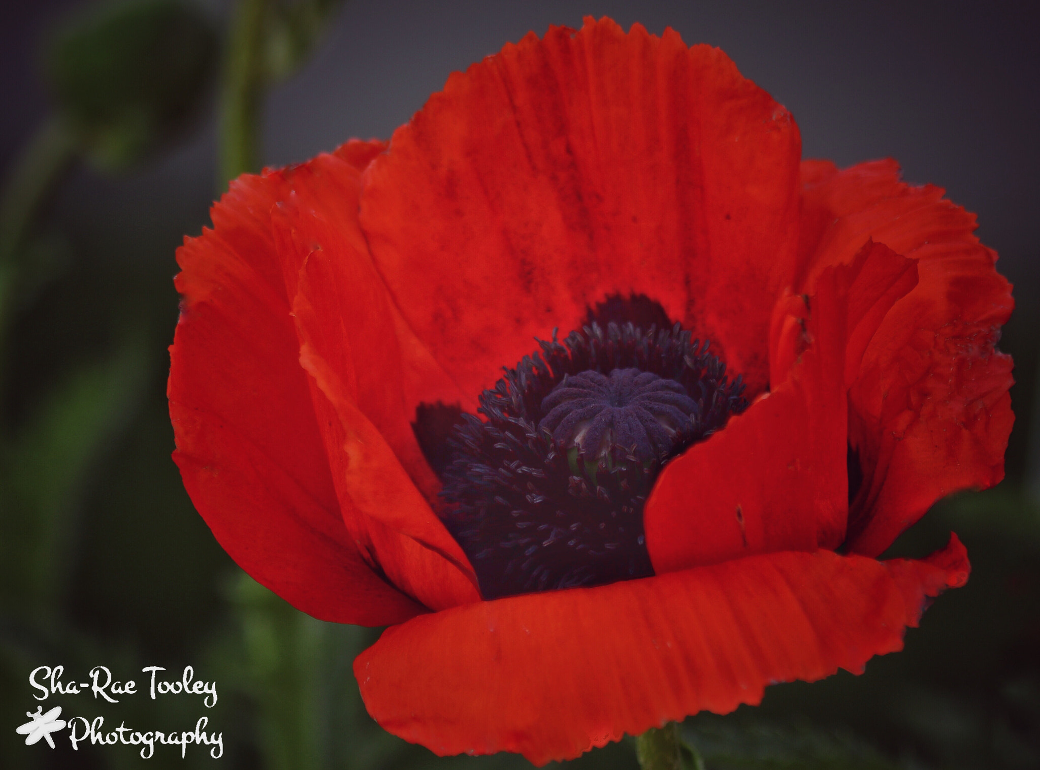 Canon EOS 750D (EOS Rebel T6i / EOS Kiss X8i) sample photo. Poppy photography