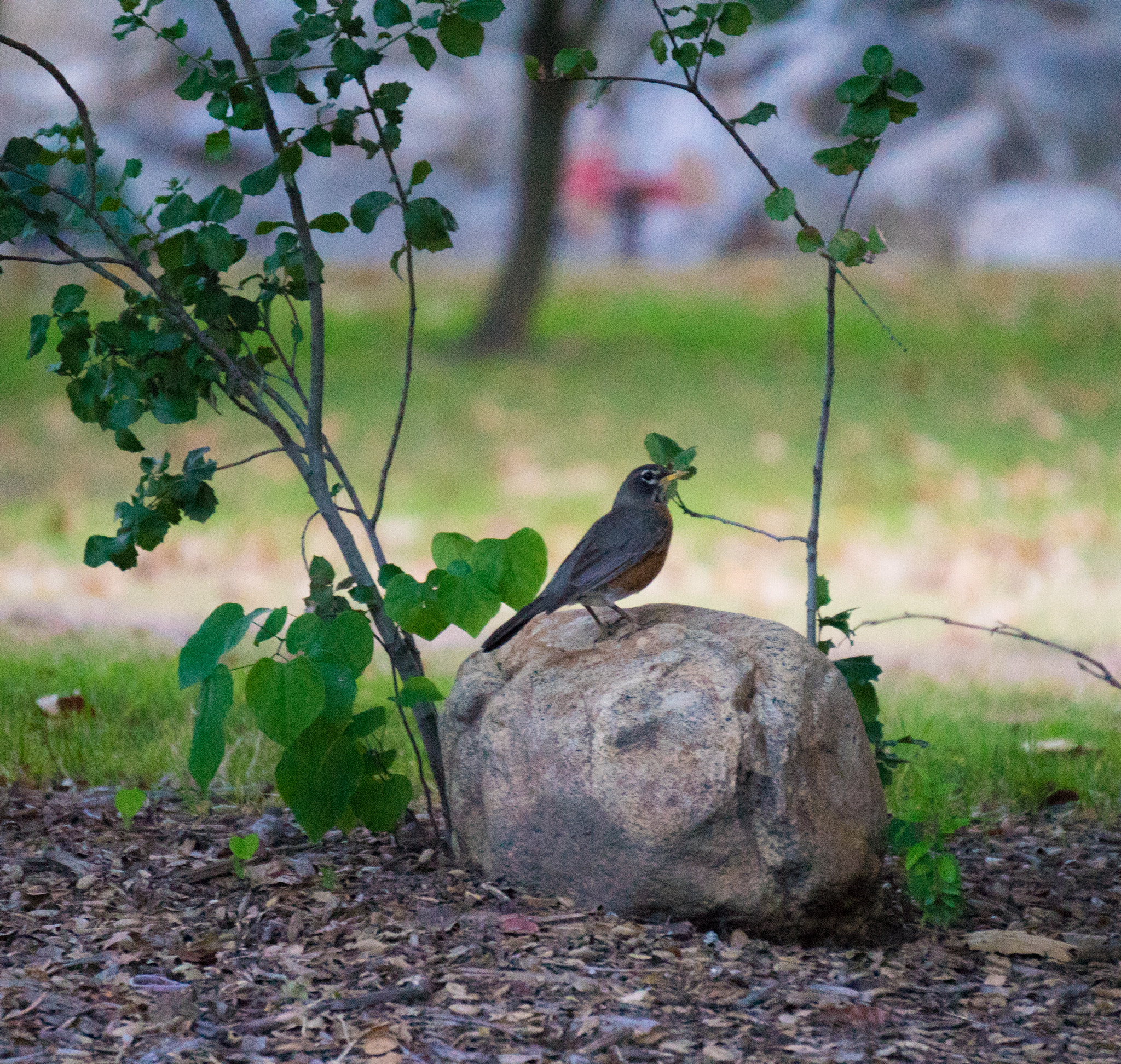 Sony a7 + Sony E 55-210mm F4.5-6.3 OSS sample photo