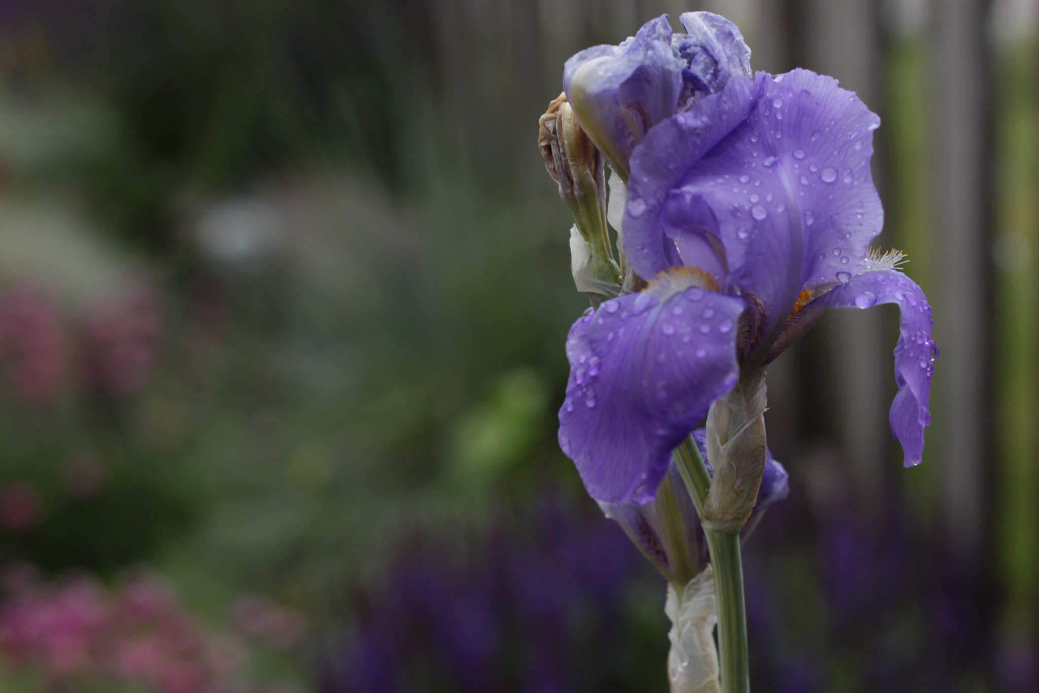 Canon EOS 500D (EOS Rebel T1i / EOS Kiss X3) sample photo. Iris photography