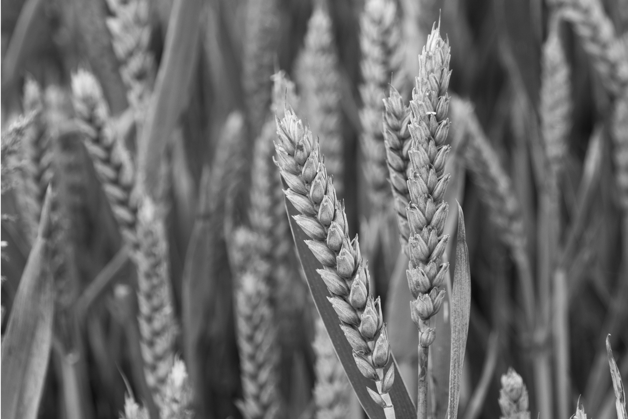 Sigma 18-250mm F3.5-6.3 DC Macro OS HSM sample photo. Barley photography