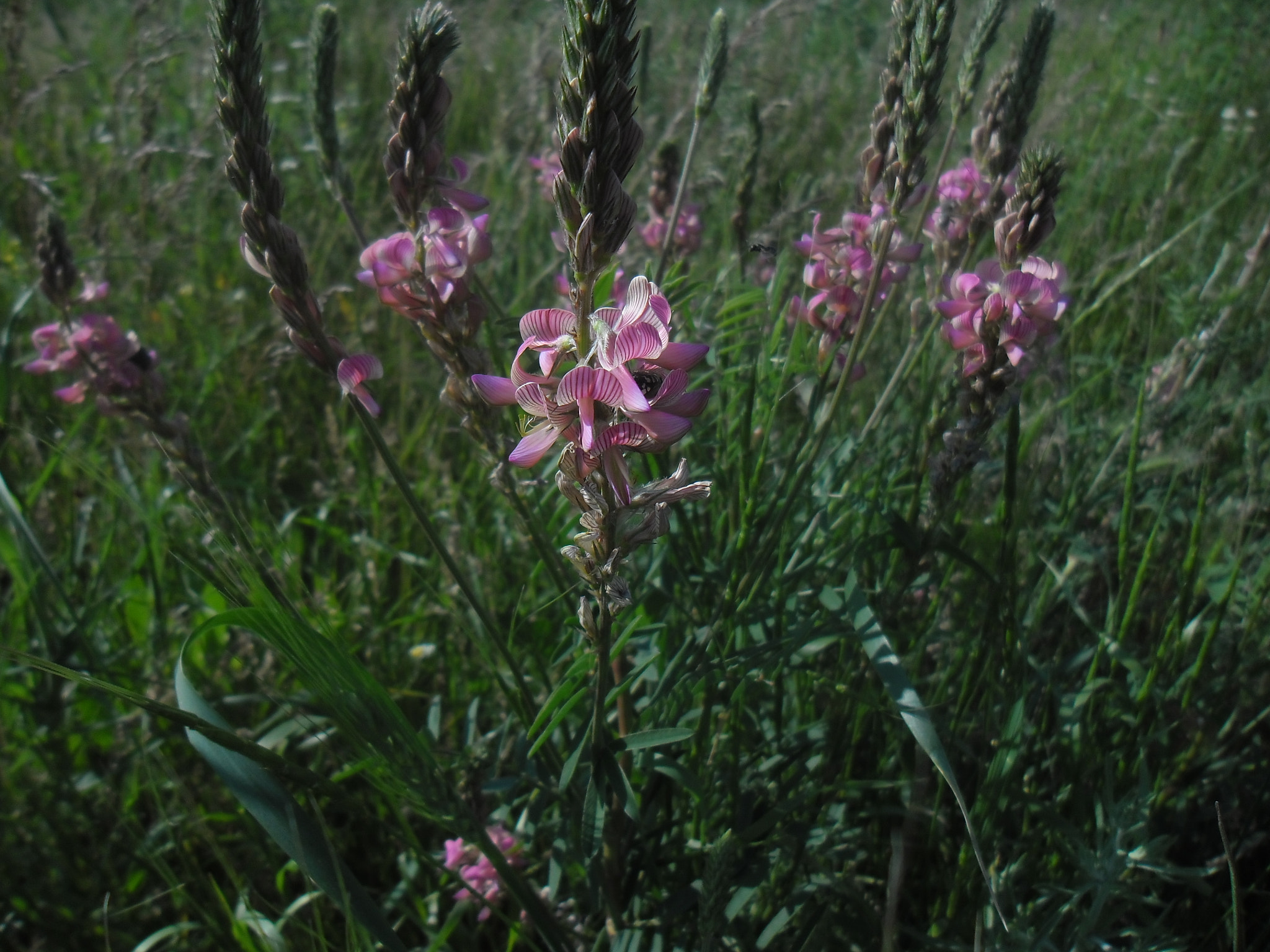 Samsung ES90/ ES91 sample photo. Ви́гна кита́йская  (лат. vīgna unguiculata) photography