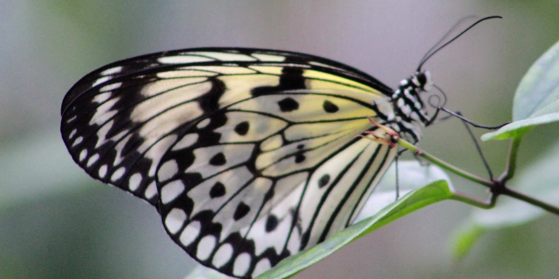 Canon EF75-300mm f/4-5.6 sample photo