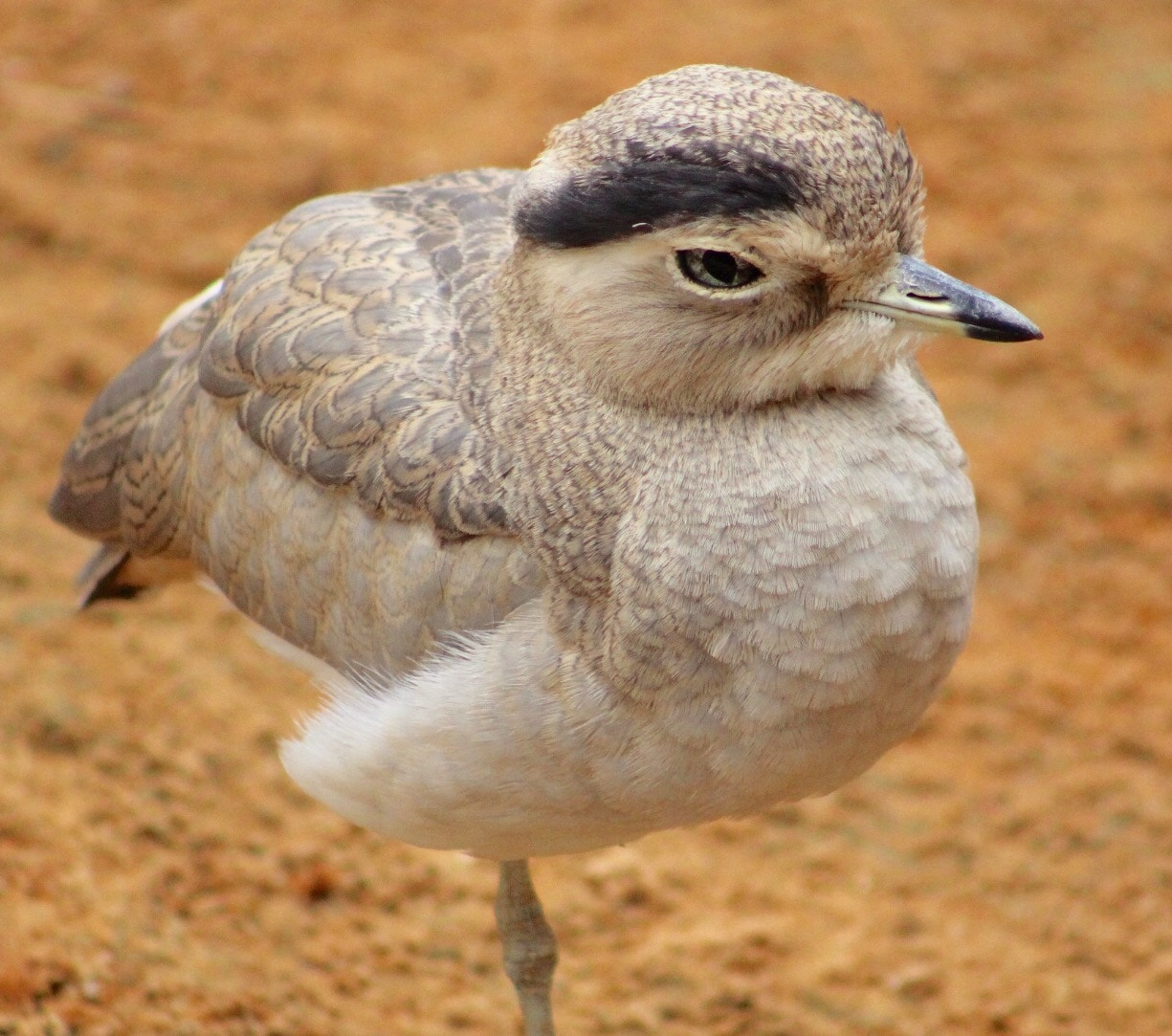 Canon EF75-300mm f/4-5.6 sample photo