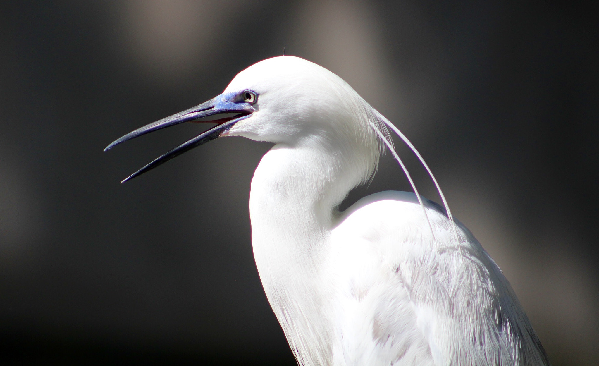 Canon EF75-300mm f/4-5.6 sample photo