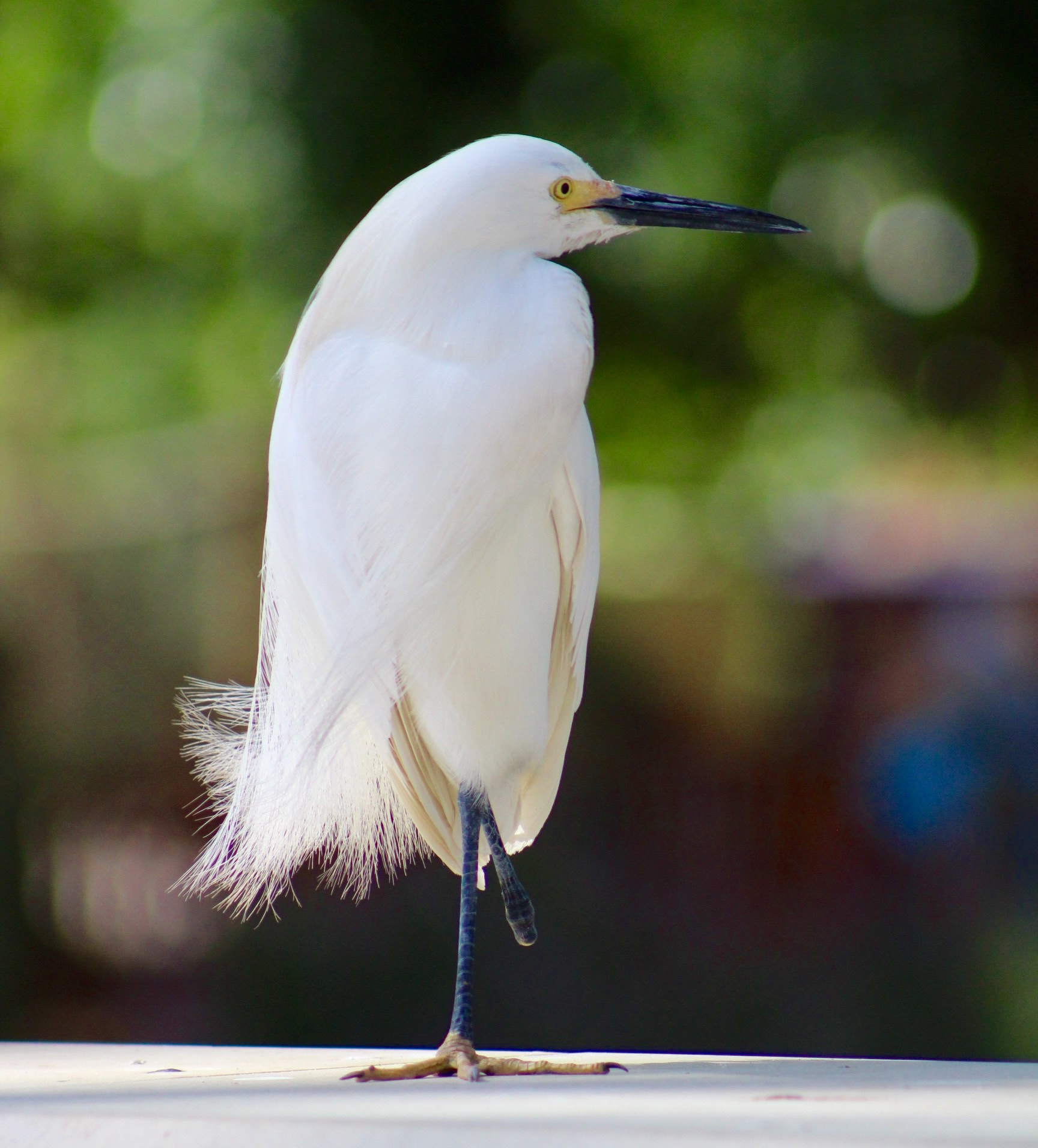Canon EF75-300mm f/4-5.6 sample photo