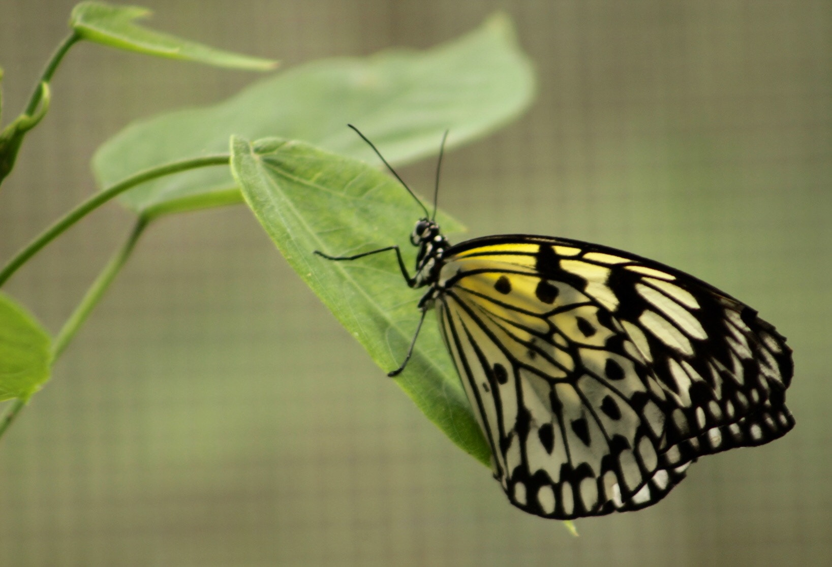 Canon EF75-300mm f/4-5.6 sample photo
