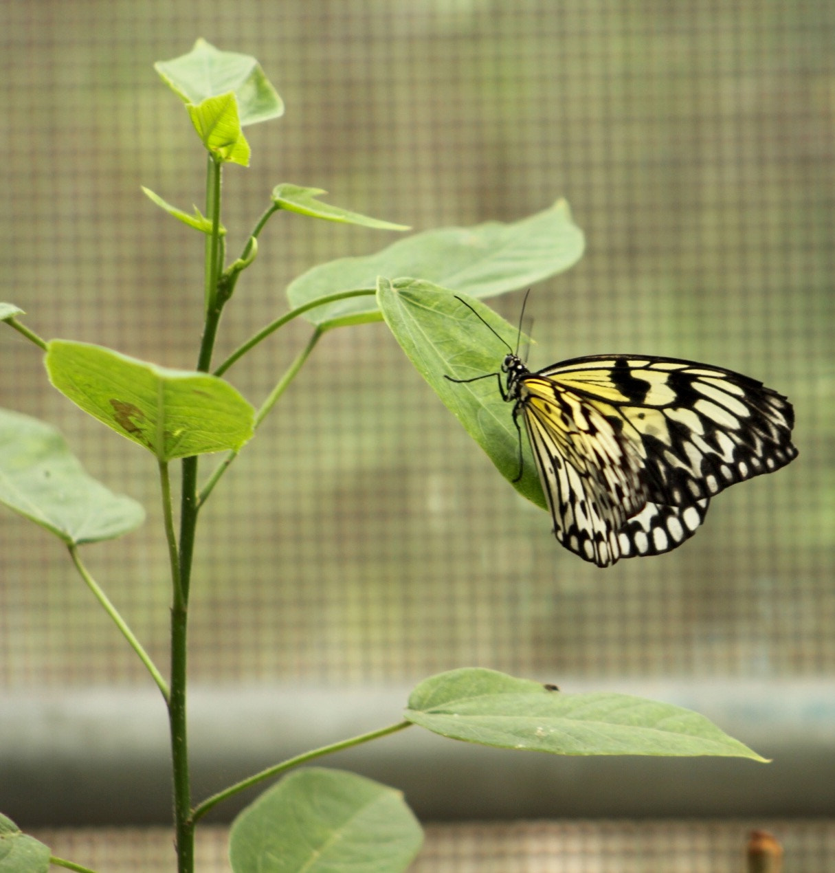 Canon EF75-300mm f/4-5.6 sample photo