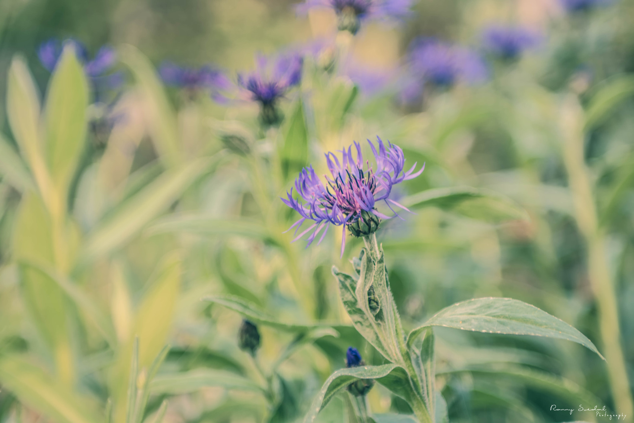 Nikon D7200 + Sigma 24-70mm F2.8 EX DG Macro sample photo. Violet crowns photography