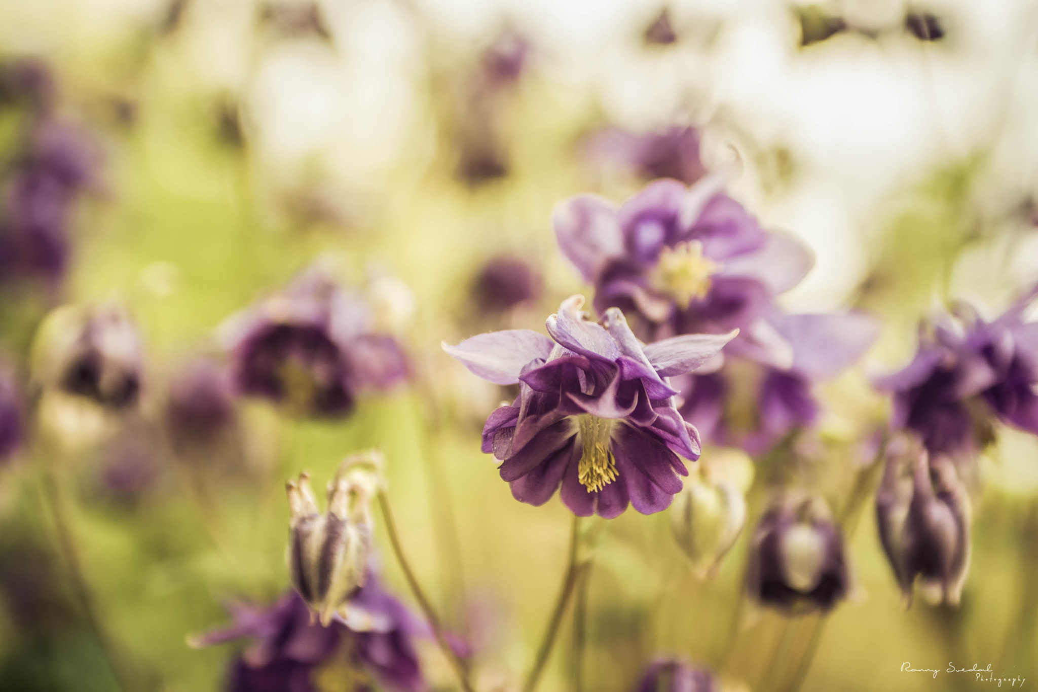 Sigma 24-70mm F2.8 EX DG Macro sample photo. Purple bells photography