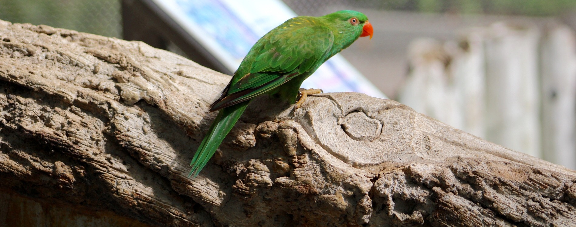 Canon EF75-300mm f/4-5.6 sample photo