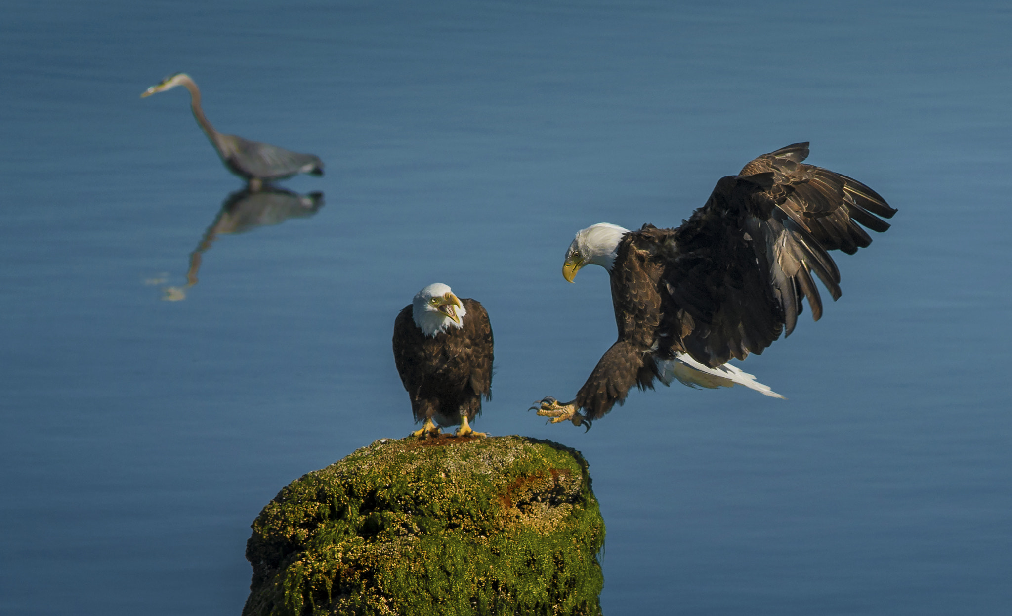 Nikon D800E + AF Nikkor 300mm f/4 IF-ED sample photo. Eagle mates photography