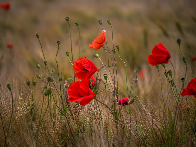 Panasonic Lumix G X Vario 35-100mm F2.8 OIS sample photo. Poppies photography