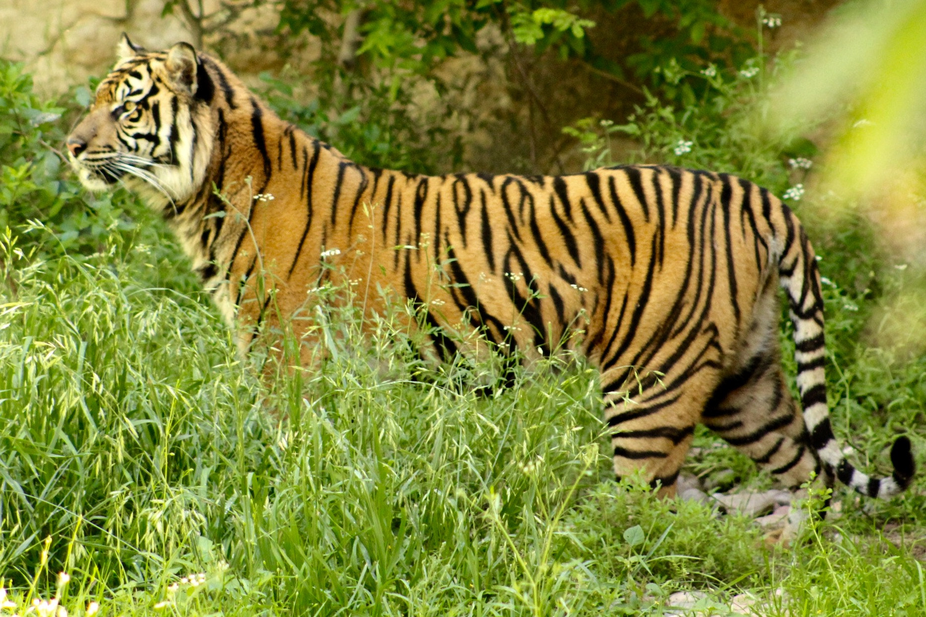 Canon EF75-300mm f/4-5.6 sample photo