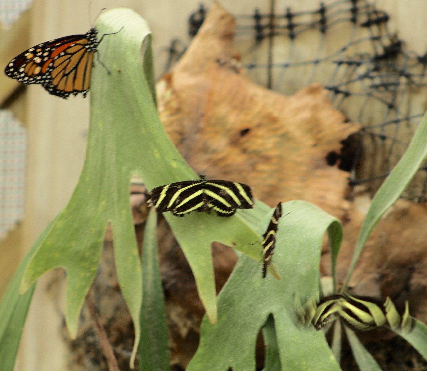Canon EF75-300mm f/4-5.6 sample photo