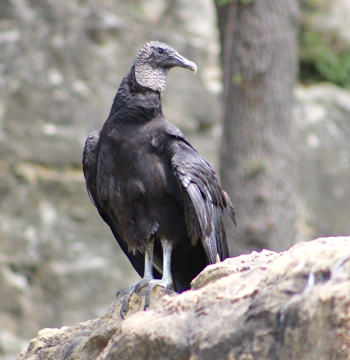 Canon EF75-300mm f/4-5.6 sample photo