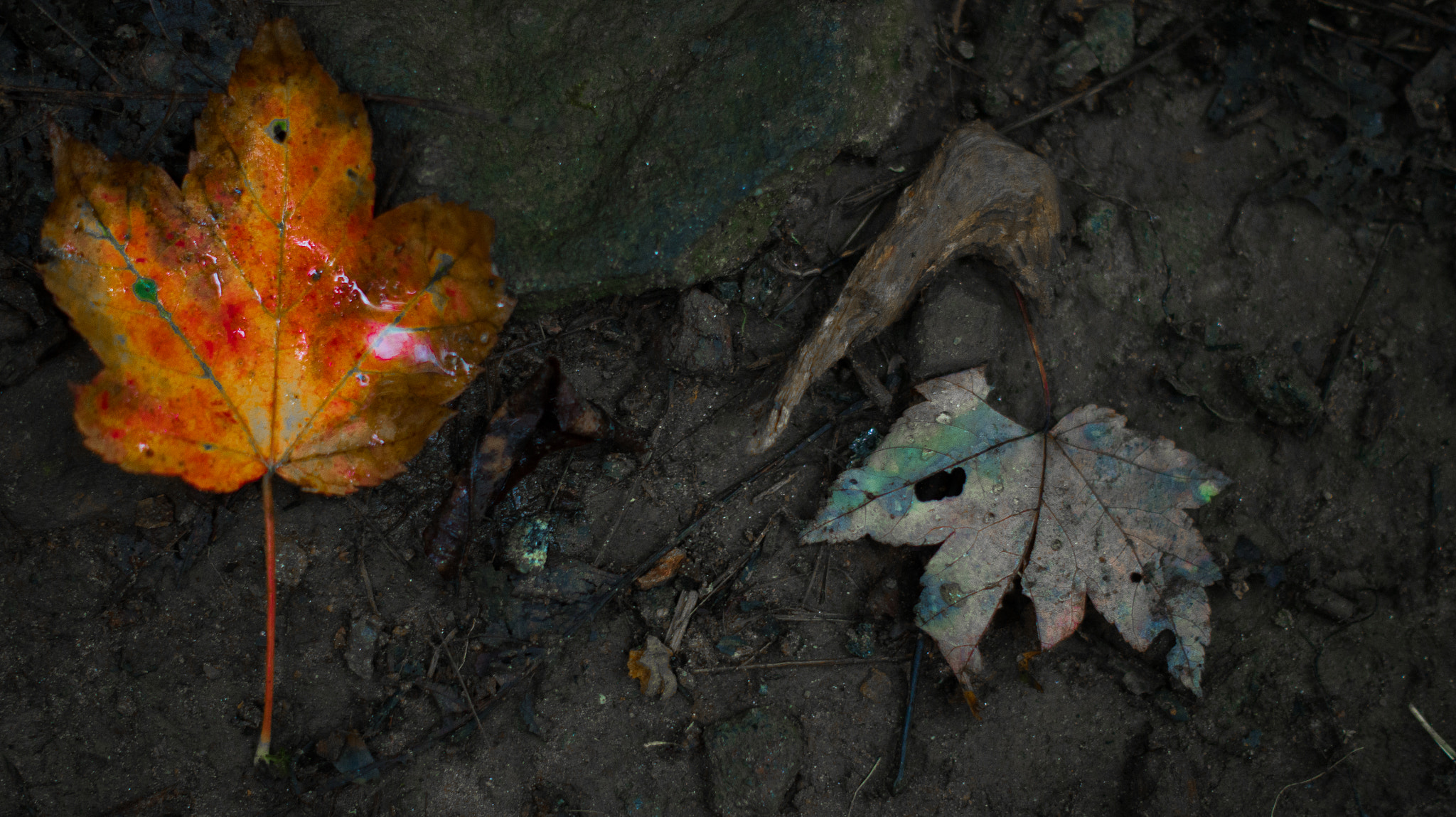 Sony SLT-A33 + Sony DT 50mm F1.8 SAM sample photo. Beginning of fall photography