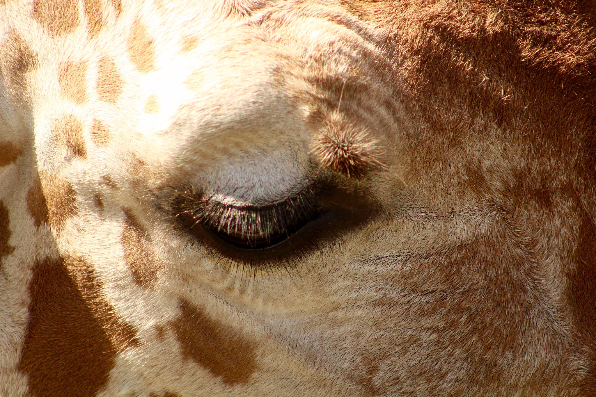 Canon EF75-300mm f/4-5.6 sample photo