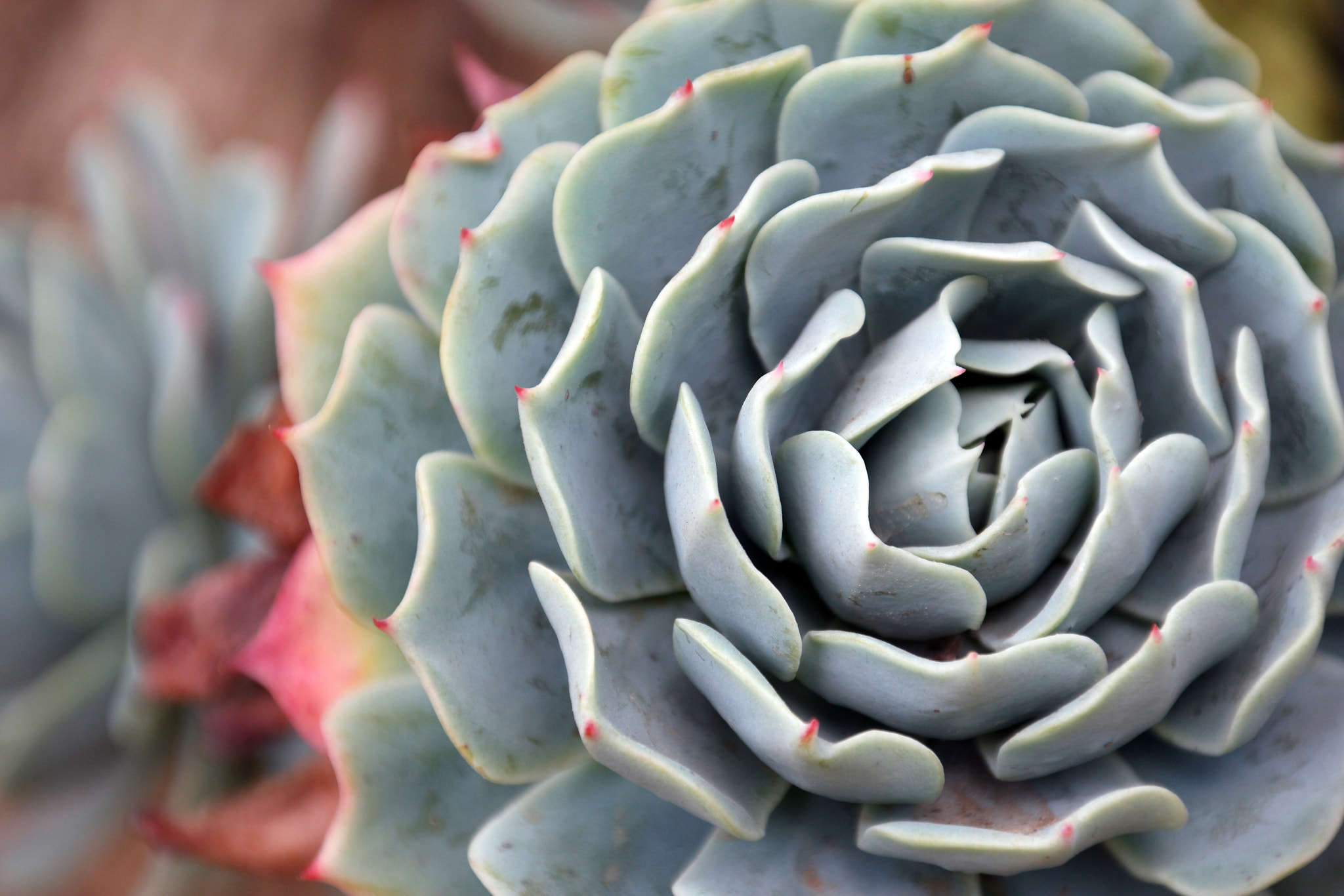 Samsung NX500 + NX 18-200mm F3.5-6.3 sample photo. Succulent photography