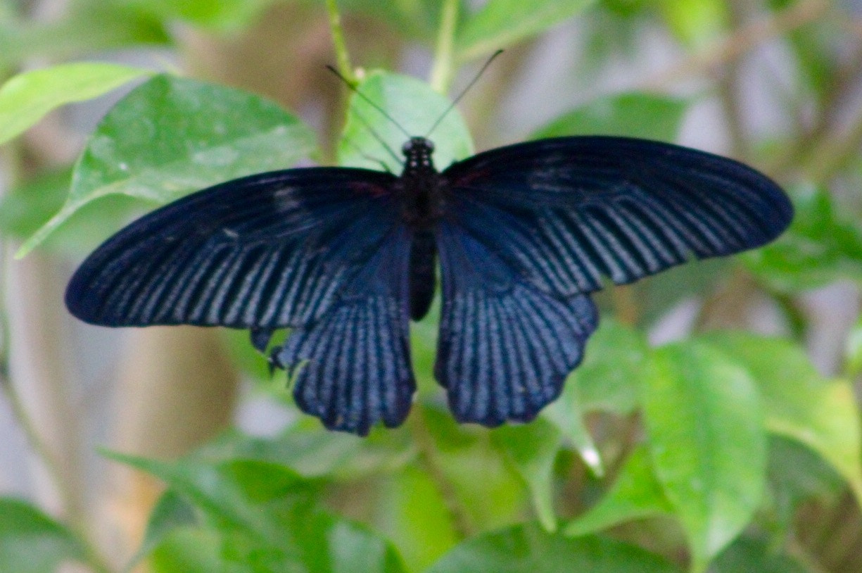 Canon EF75-300mm f/4-5.6 sample photo