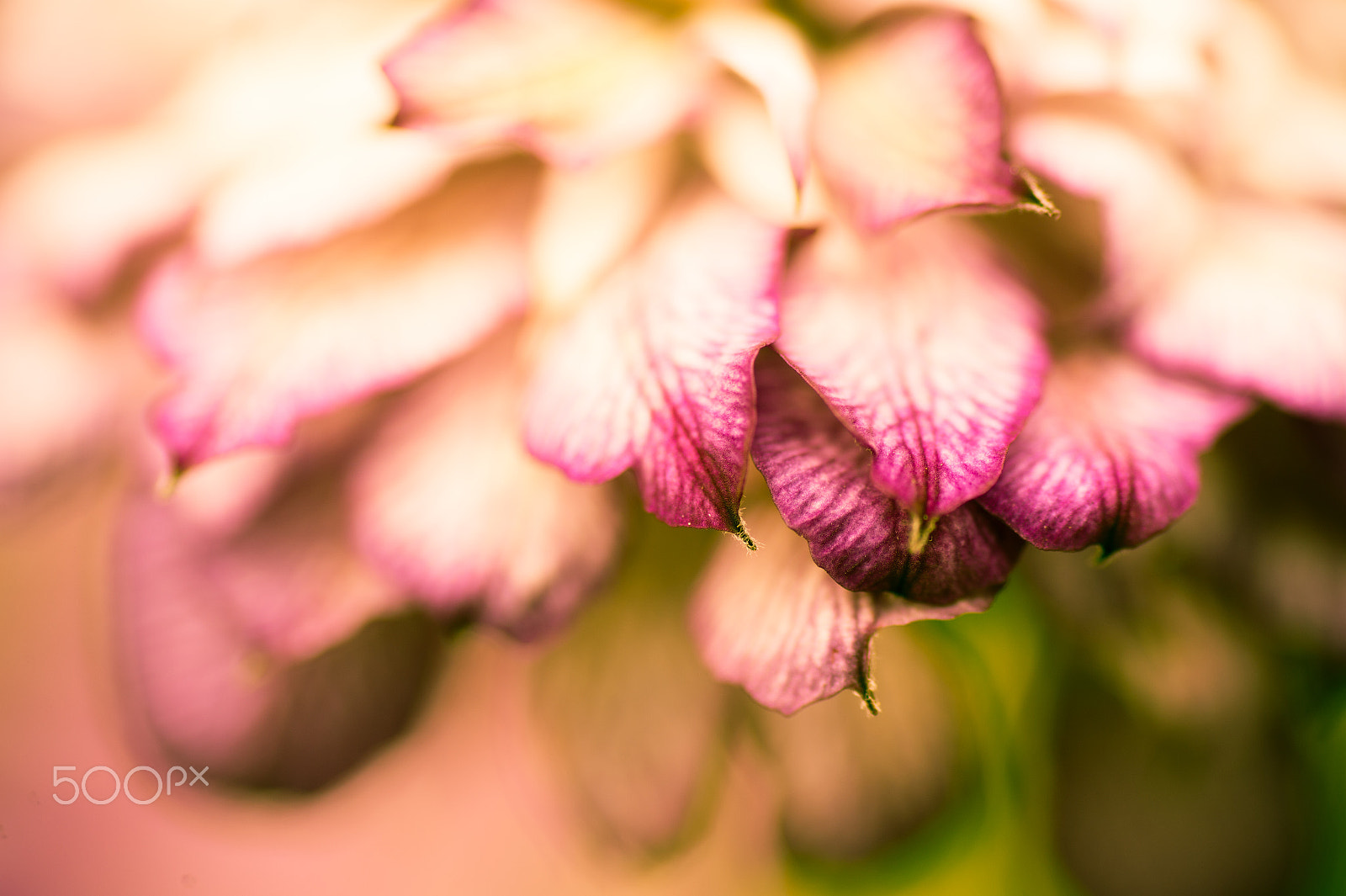 Nikon Df sample photo. Petal photography