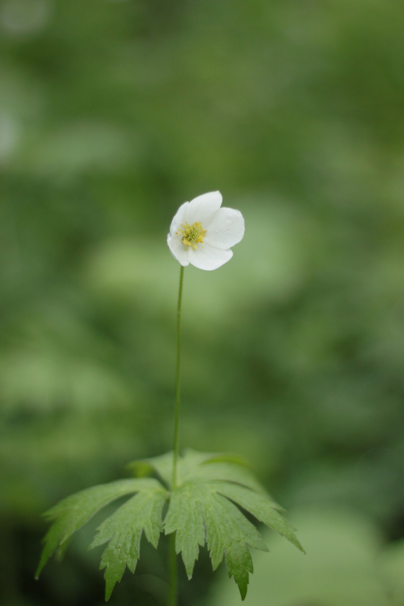 Canon EOS 500D (EOS Rebel T1i / EOS Kiss X3) sample photo. Wild flower photography