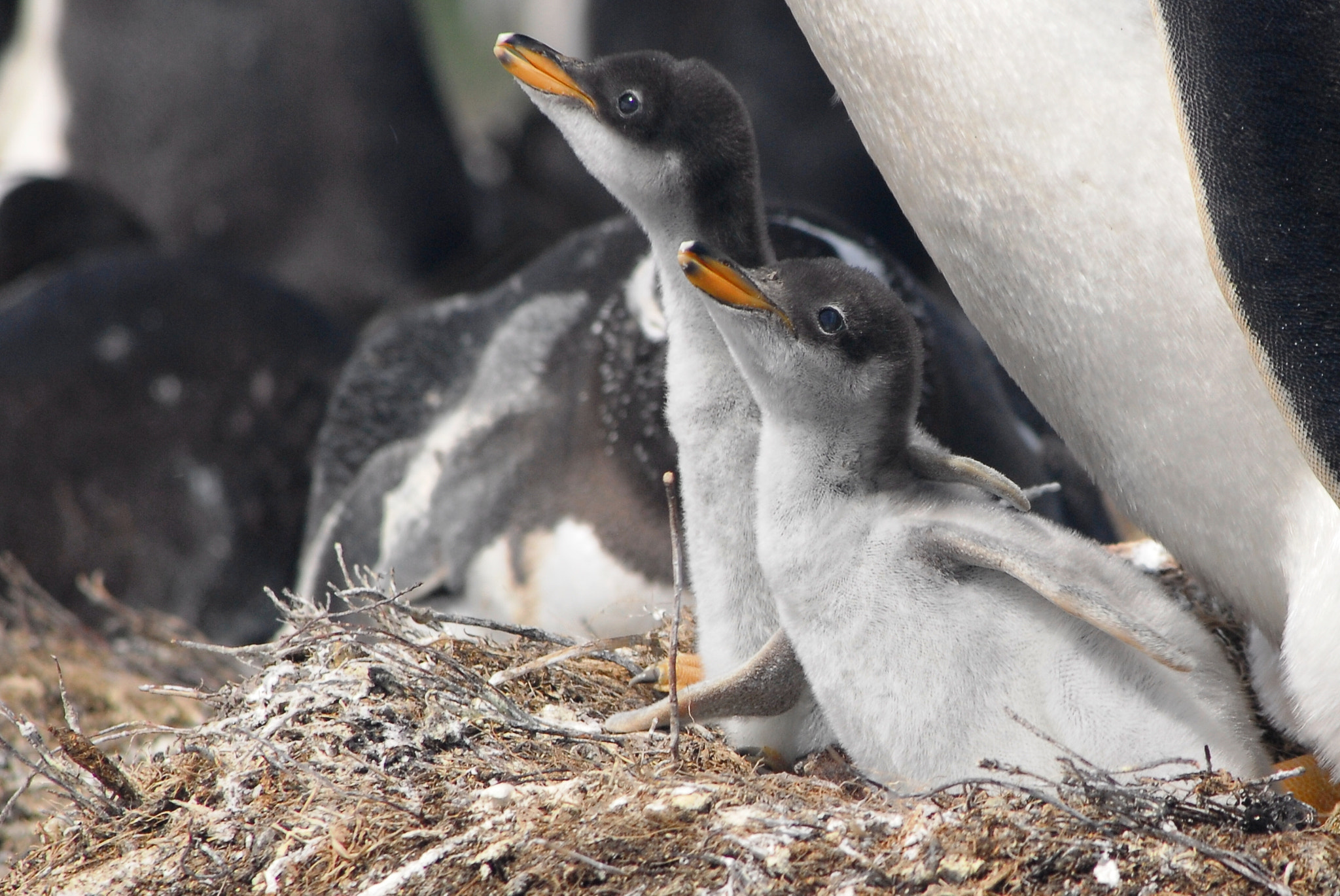 Nikon D200 + AF Zoom-Nikkor 70-300mm f/4-5.6D ED sample photo. Baby penguins photography