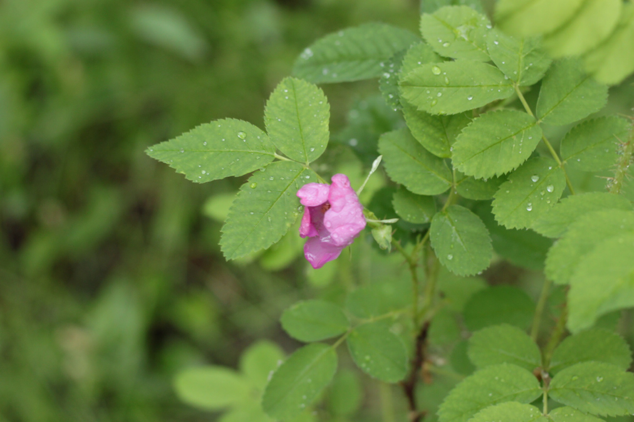 Canon EOS 500D (EOS Rebel T1i / EOS Kiss X3) sample photo. Alberta rose photography