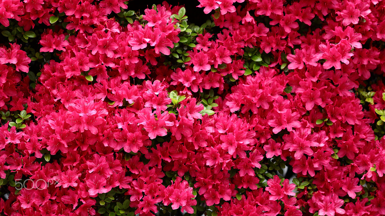 Canon EOS 100D (EOS Rebel SL1 / EOS Kiss X7) sample photo. Img_8479.jpg photography