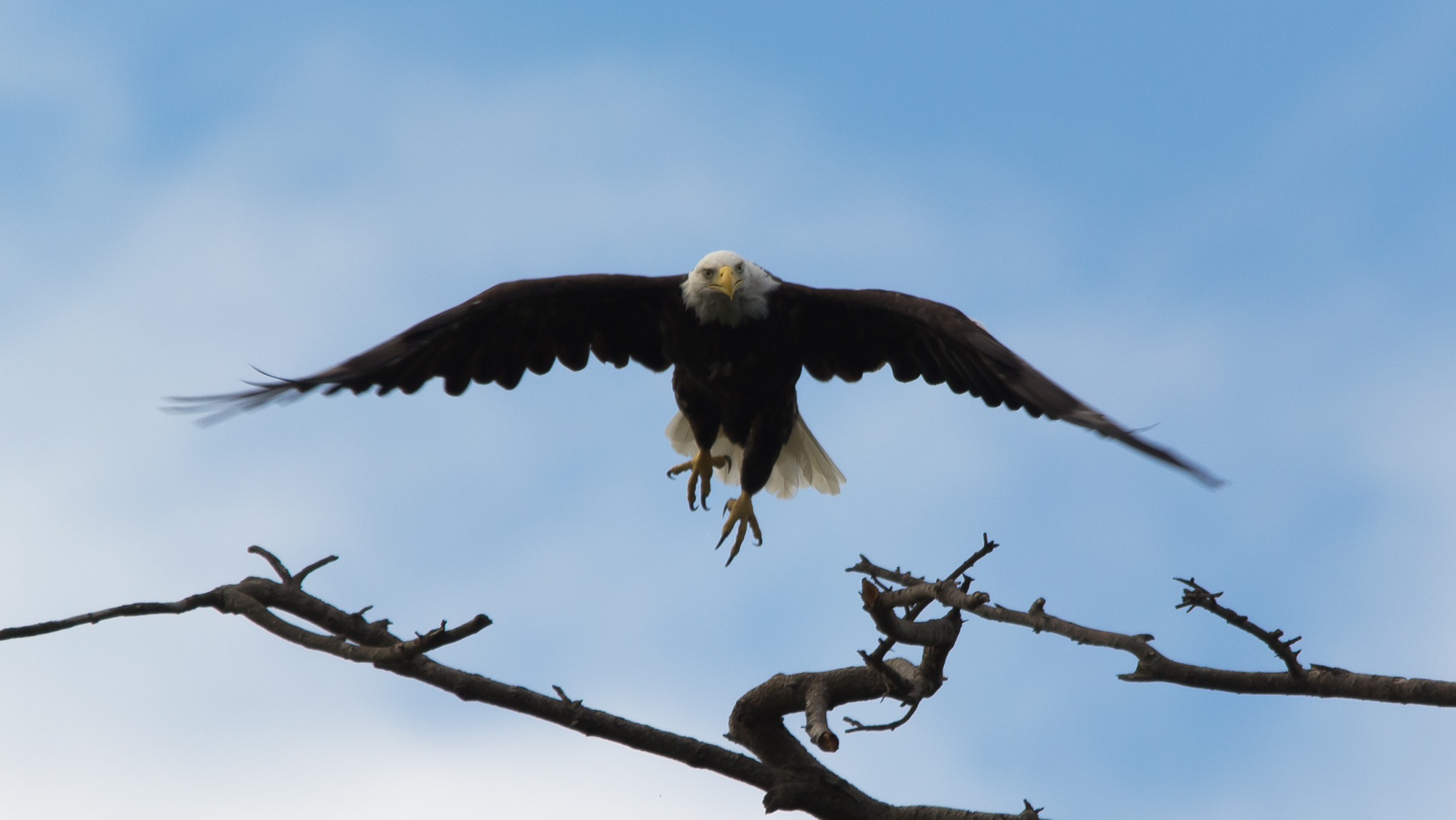 Sigma 150-500mm F5-6.3 DG OS HSM sample photo. Eagle coming at ya photography