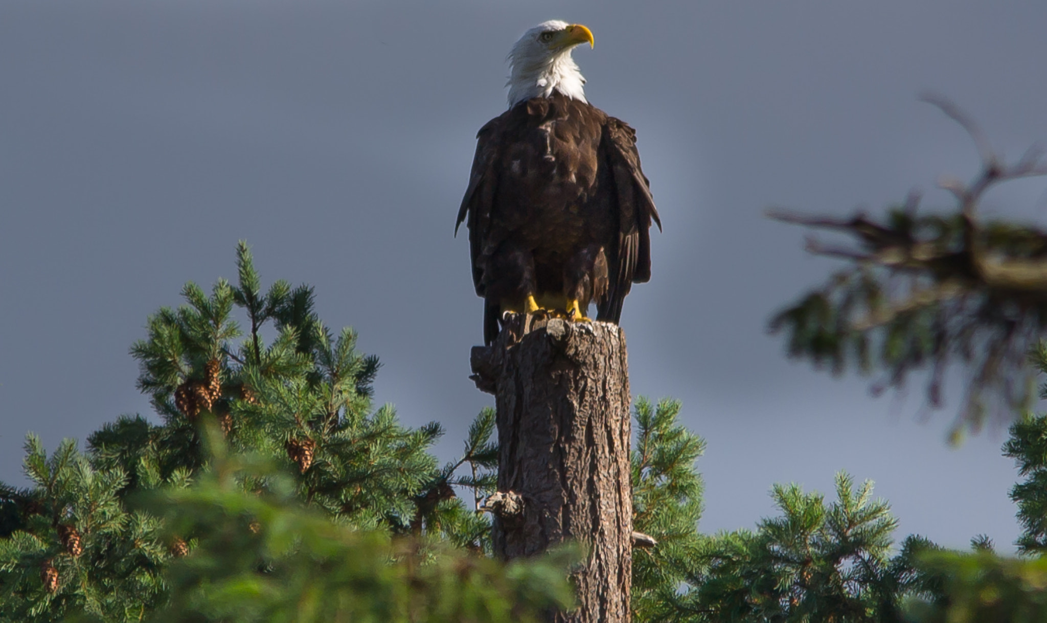 Sigma 150-500mm F5-6.3 DG OS HSM sample photo. Eagle photography