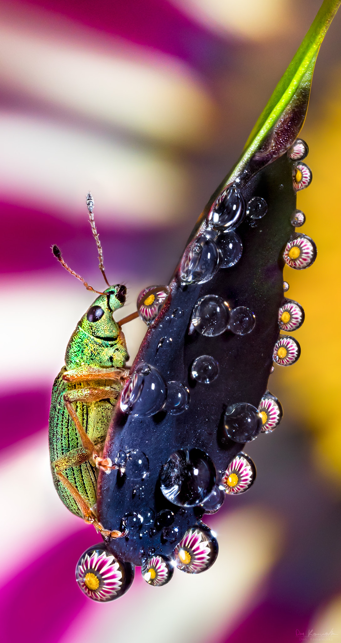 Canon MP-E 65mm F2.5 1-5x Macro Photo sample photo. Life on a leaf photography