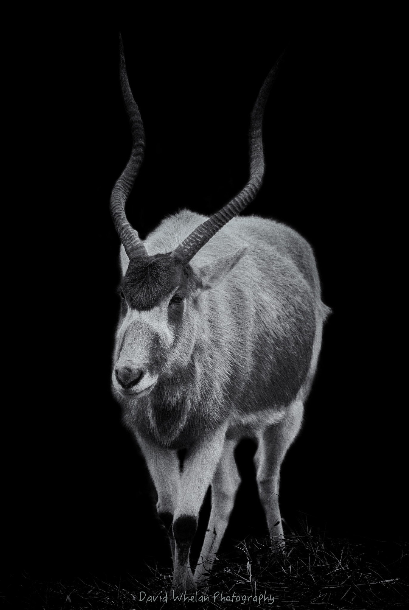 Sigma 150-500mm F5-6.3 DG OS HSM sample photo. Addax photography