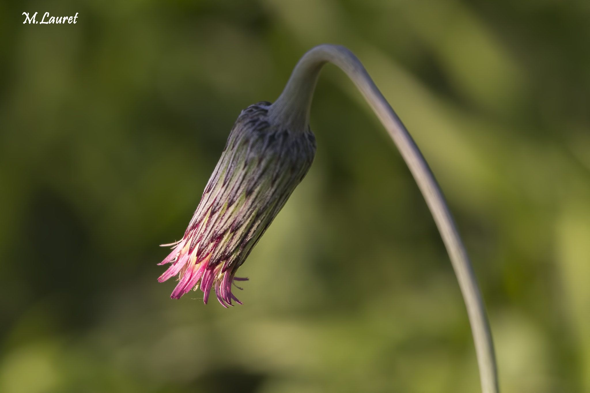 Canon EF 100-400mm F4.5-5.6L IS USM sample photo. Flor photography