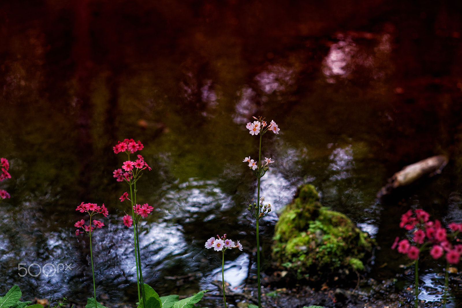 Nikon Df + AF Nikkor 50mm f/1.8 sample photo. Japanese primrose photography