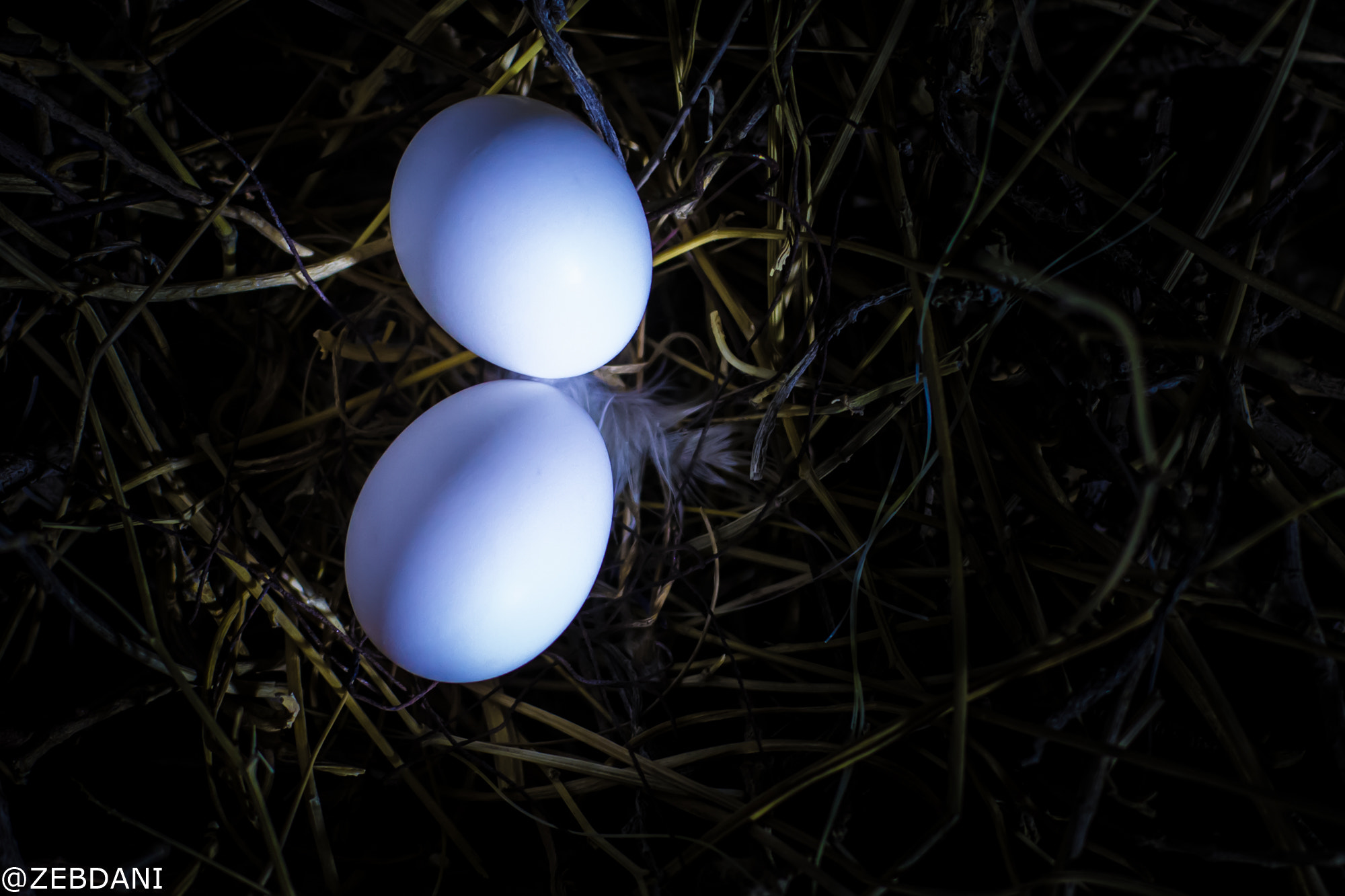 Canon EOS 7D + Canon EF 50mm F1.4 USM sample photo. Eggs bath photography