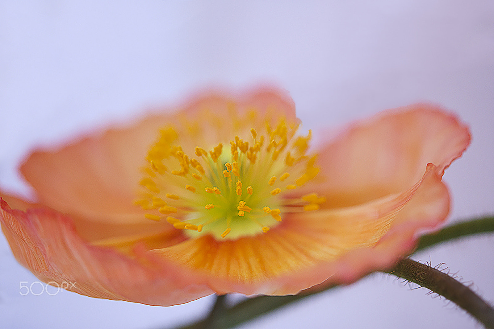 Nikon AF-S Micro-Nikkor 60mm F2.8G ED sample photo. Orange photography