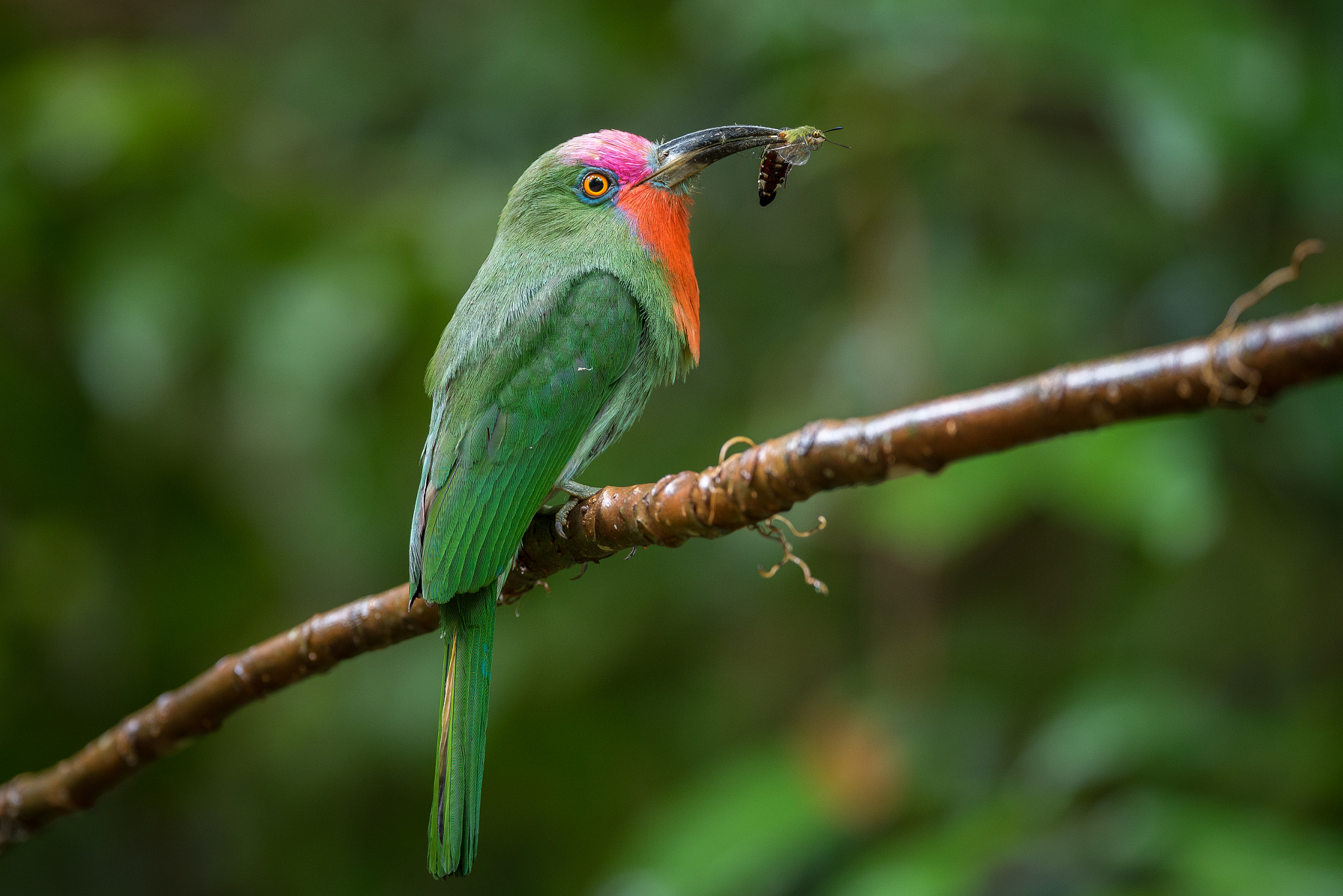 Nikon AF-S Nikkor 600mm F4E FL ED VR sample photo. Red-bearded bee-eater photography