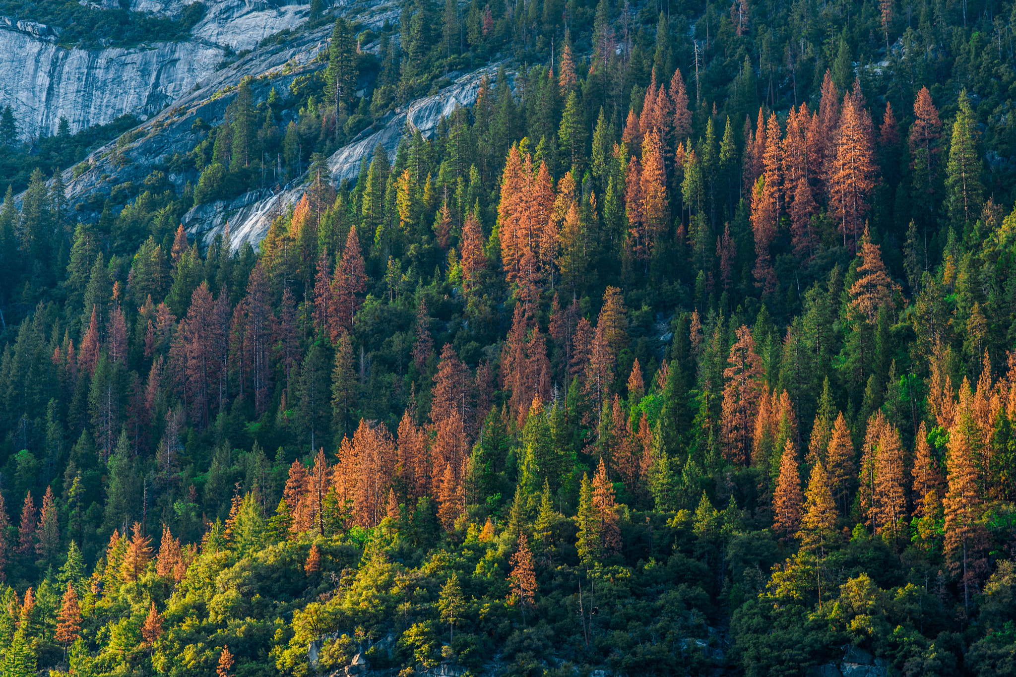 ZEISS Apo Sonnar T* 135mm F2 sample photo. Yosemite spring photography