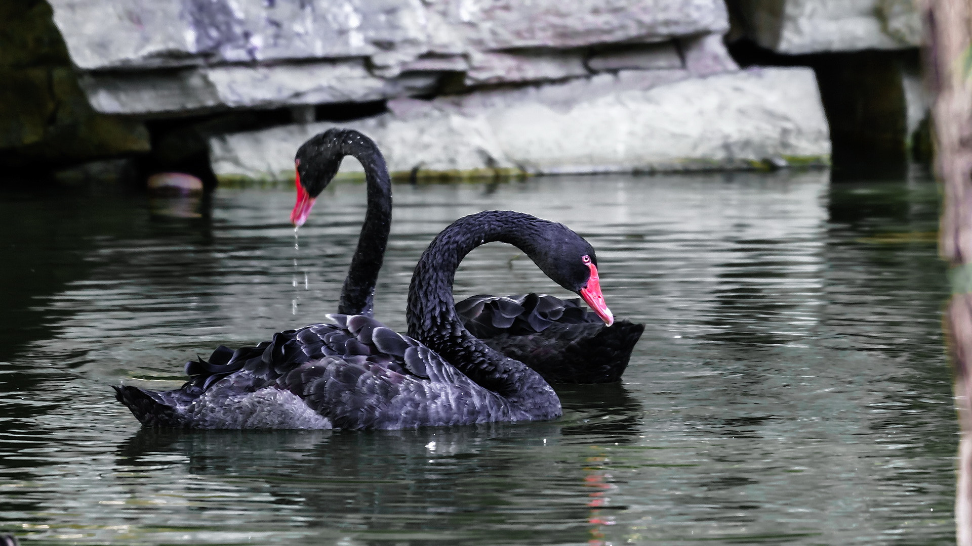 Sony 70-400mm F4-5.6 G SSM II sample photo