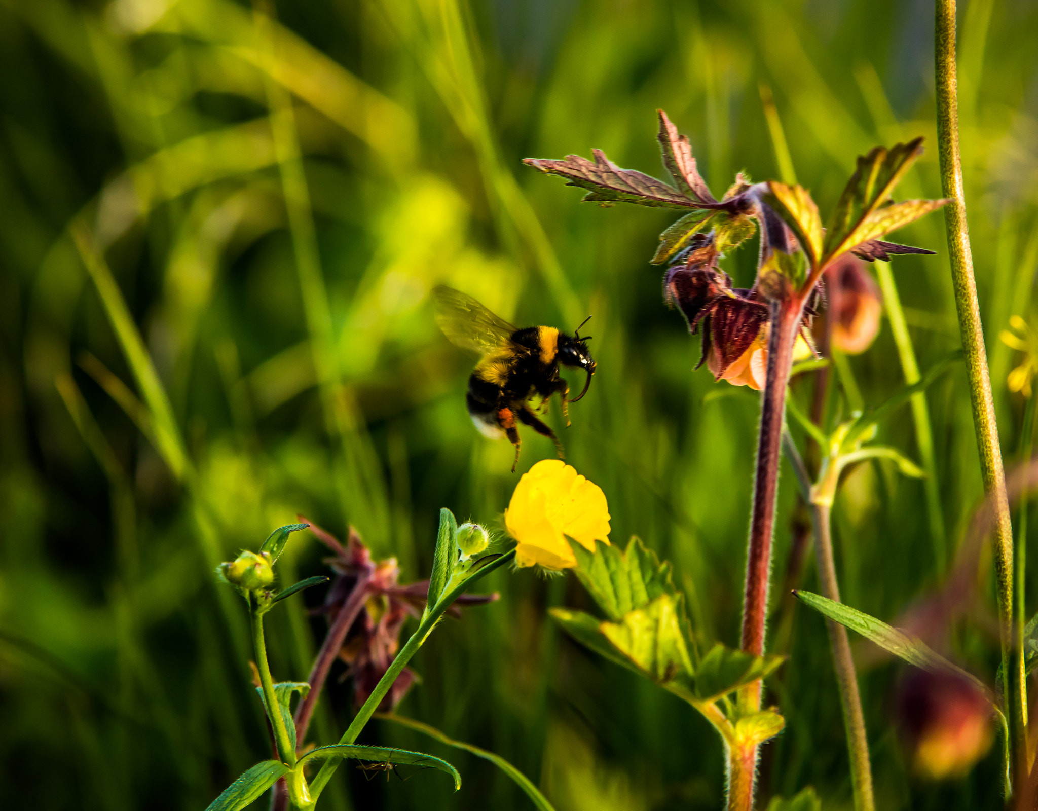Sigma 70-200mm F2.8 EX DG OS HSM sample photo. Buzy bee photography